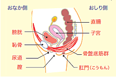 図解骨盤底筋